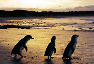 Penguin Parade - Philip Island