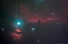 Paardenkopnevel - Koen Van der Auwera (20/01/2020)