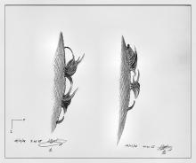 Protuberansen - Luc Gysel (16/03/2002)