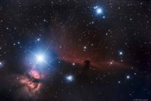 Paardenkopnevel (B33) - Dirk Van Luyten (1-2/03/2021)